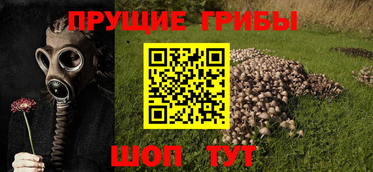 Псилоцибиновые грибы Psilocybine cubensis Заринск